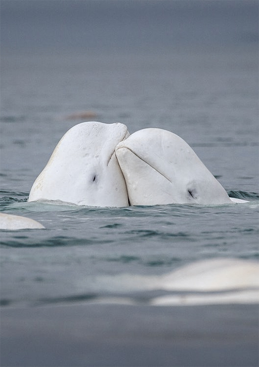 two-belugas-1